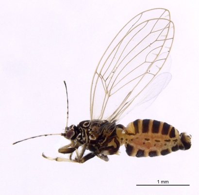 Photo of the tomato potato psyllid found that was found on Norfolk Island, showing the insect viewed from the side against a plain white background.