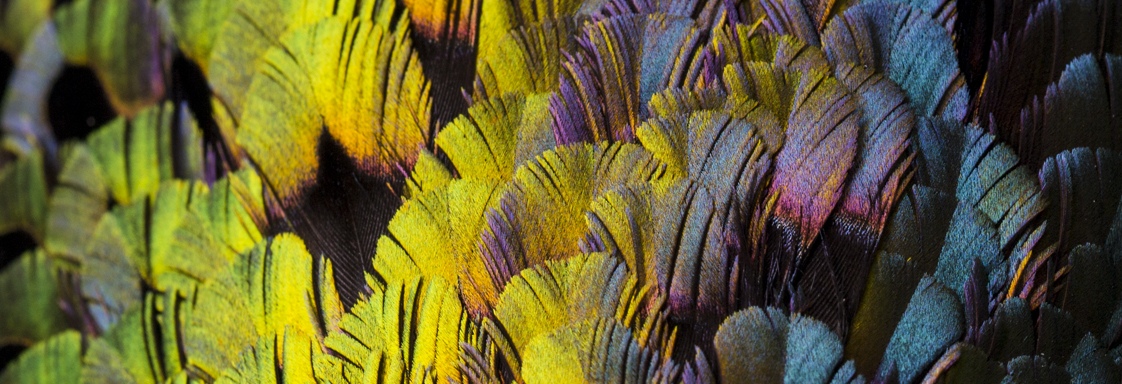 Close-up view of rain-bow coloured feathers