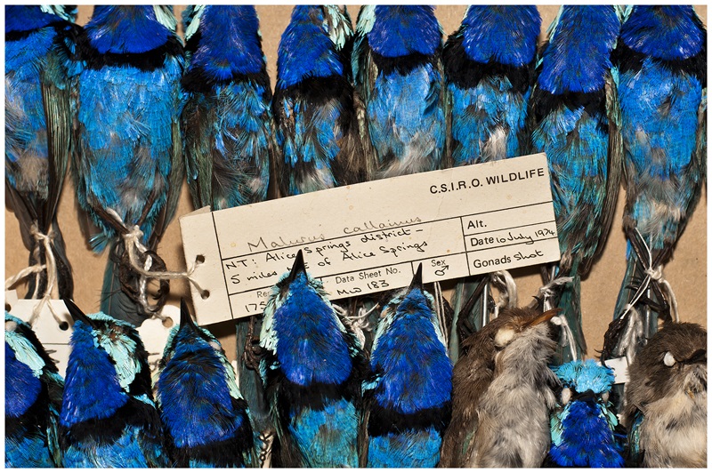 Rows of bird specimens and a tag