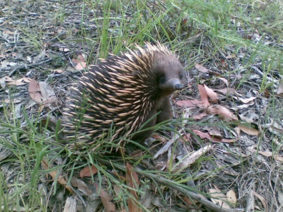 An echidna looking up to the camera on ground coveredin grass and leaves.