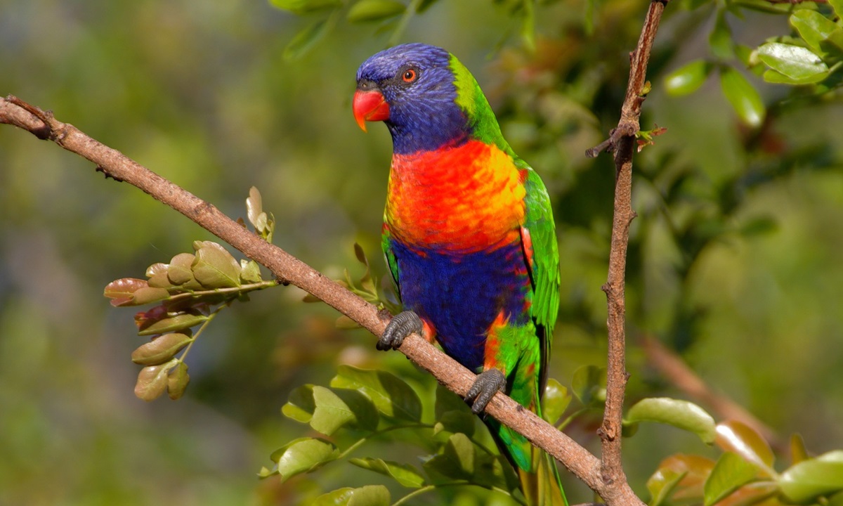 Our wildlife sound archive - CSIRO