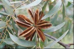 Close up showing seed pod and leaves of Acacia crassicarpa.