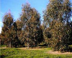 Medium distance view of Eucalyptus dunnii trees growing in a seed orchard.