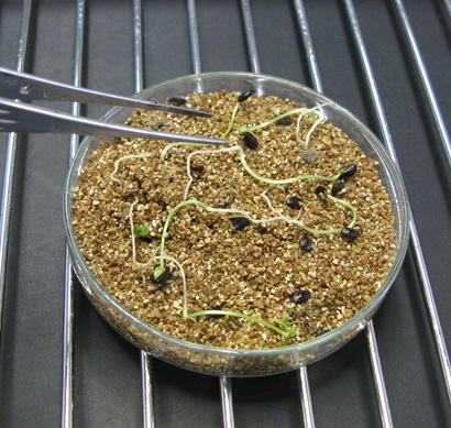 petri dish with germinating Acacia cincinnata seeds.