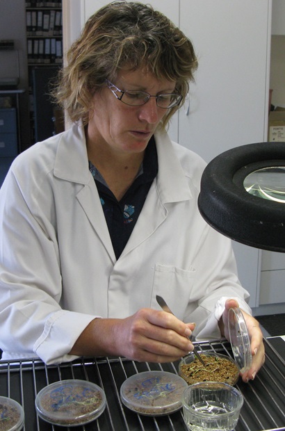 female scientist in lab coat counting germinated seeds in a petri dish.