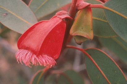 close up flower of Eucalyptus tetraptera (Square-fruited mallee) from Western Australia among green leaves. the flower is an orangey-red rhombus shaped trumpet with hairs along the open edges.