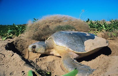 Flatback sea turtle (Natator depressus) nesting on a sand dune.