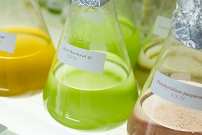 Three conical flasks filled with yellow, green and brown solutions which are algae maintained at our National Algae Collection in Hobart.