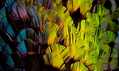 Magnified view of colourful feathers showing bright blue, purple, yellow, oragne and green