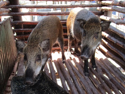 Two brown pigs enclosed in a wooden pen.