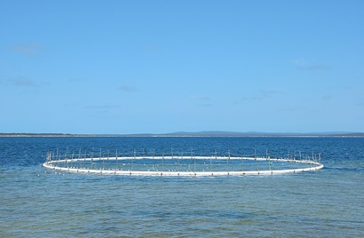 A roundwhite  fish farm in the ocean out from Port Lincoln, South Australia with clear blue skies.