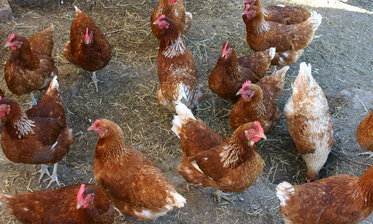 Supporting the fight against the 2024 H7 bird flu outbreaks in Australia CSIRO