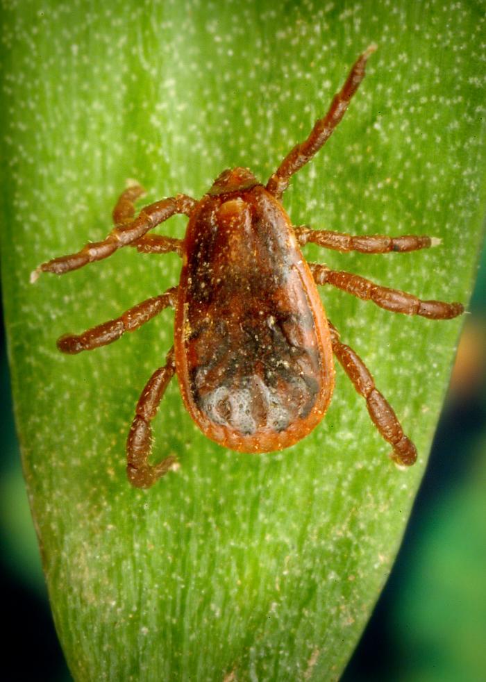 A brown dog tick on a green leaf.