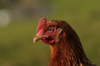 Head and neck of one brown chicken with green as background.