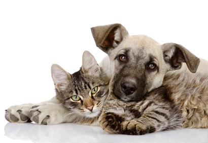 A cat and dog having a cuddle