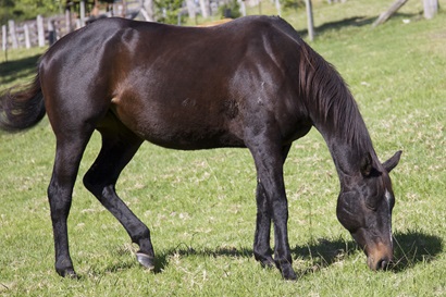 A single dark brown horse grazing on green grass in a fenced paddock.