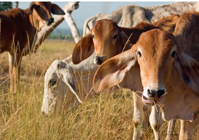 Five brahmin cows, one looking directly forward, standing in a field of dry grass.