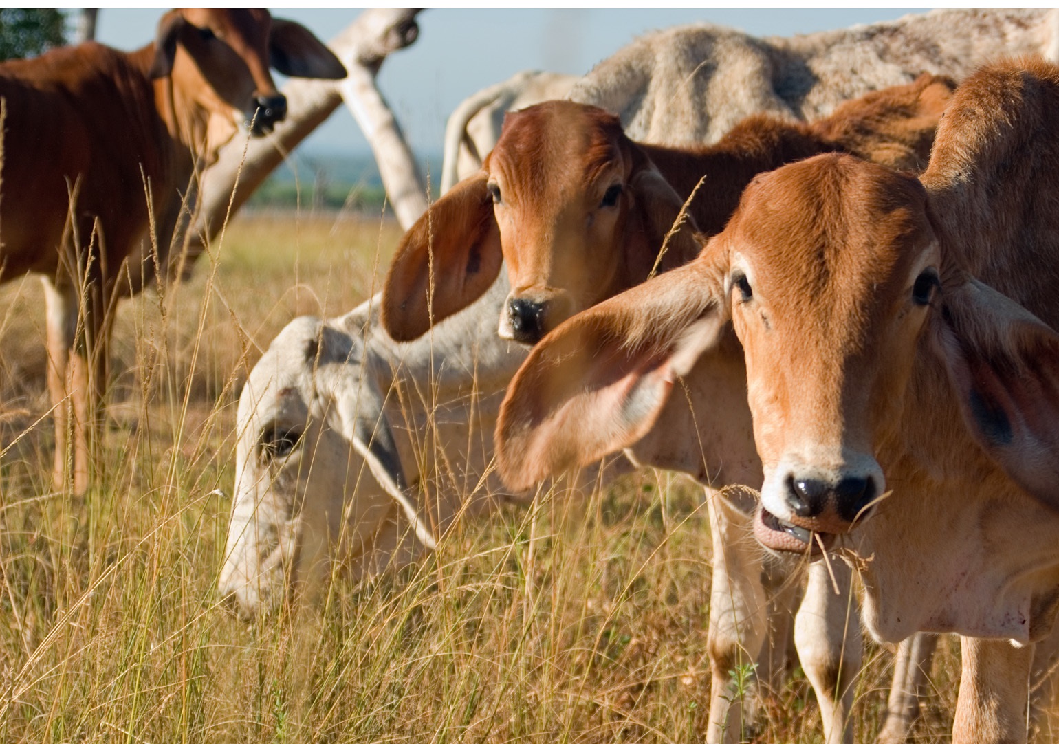 Five brahmin cows, one looking directly forward, standing in a field of dry grass.