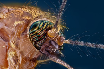 Extreme sharp and detailed study of mosquito head taken with microscope