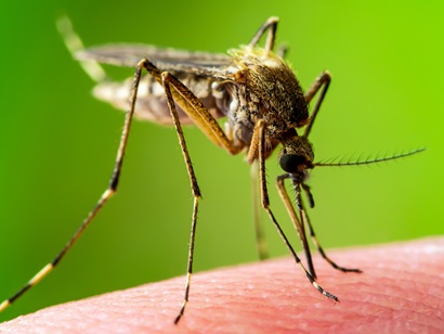 A brown mosquito standing on a human arm against a green background.
