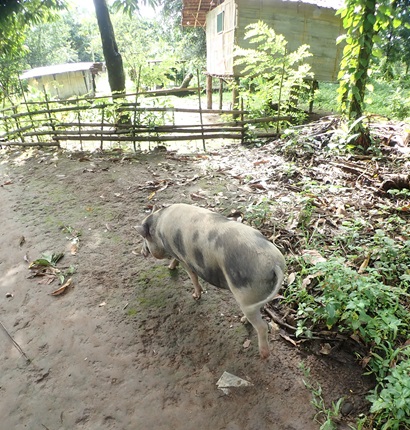 A light grey spotted pig walking on a dirt path with a fence and small village huts in the background.