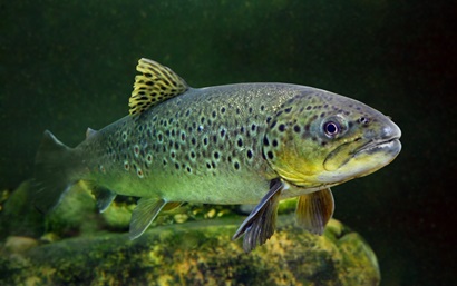 A Rainbow trout