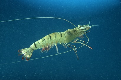 A prawn swimming underwater