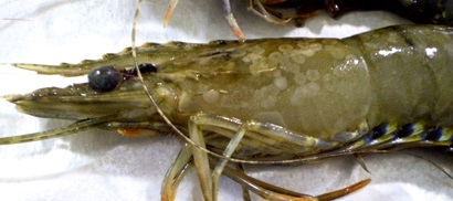 A dead prawn showing white spots lying on a white surface