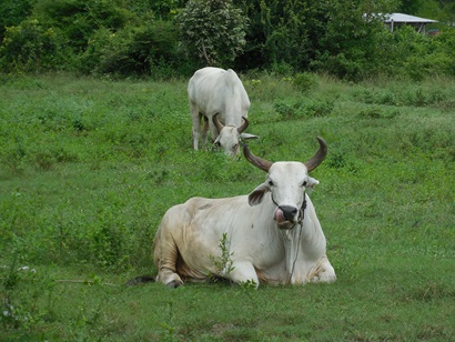 Two white cows with horns in a green field, one lying down licking it's nose.