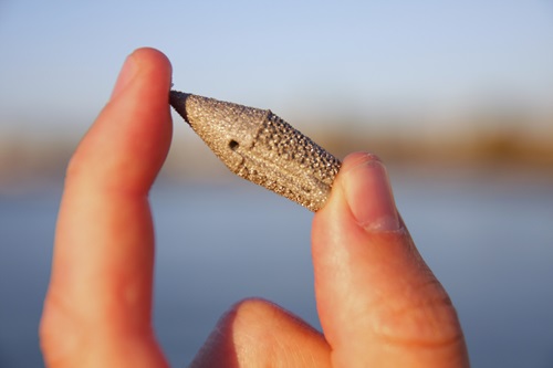 A  fish tag held between two fingers