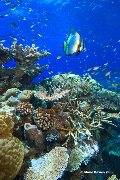 Marine life on the Great Barrier Reef.