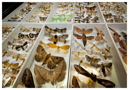 Moth specimens in a display case.