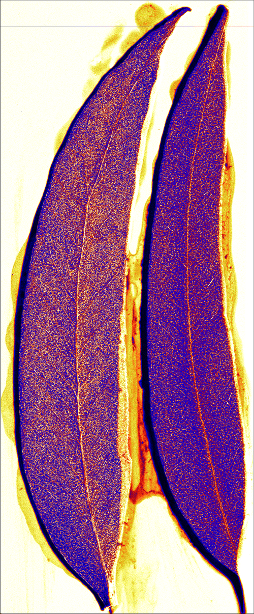 Eucalyptus leaves showing traces of different minerals.