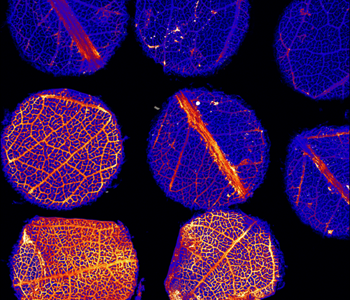 Gum leaf samples showing traces of manganese.