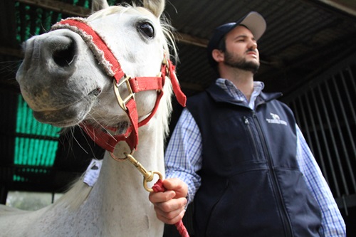 Holly the horse with a man.