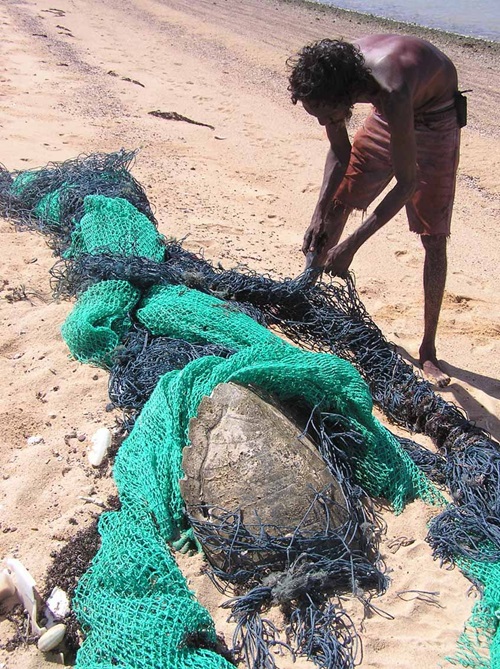 An Indigenous ranger finds a ghostnet with a turtle entangled.