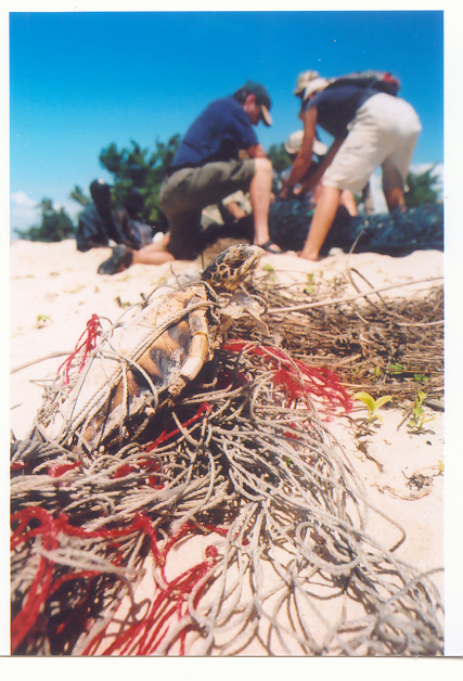 A turtle caught by a ghostnet (foreground) while people attempt to cut a turtle from a second ghostnet (background).