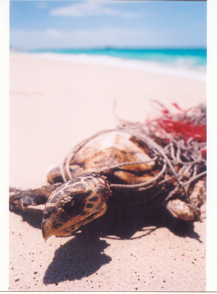 A turtle washed ashore caught by a ghostnet.
