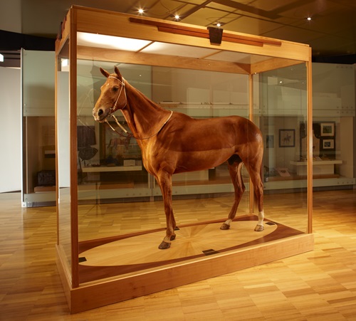 Phar Lap's hide on display in the Melbourne Museum