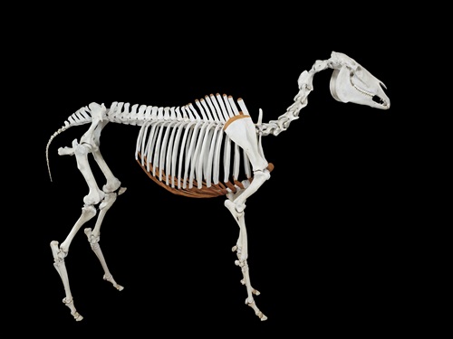 Phar Lap's skeleton