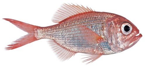 Redfish (Centroberyx affinis)