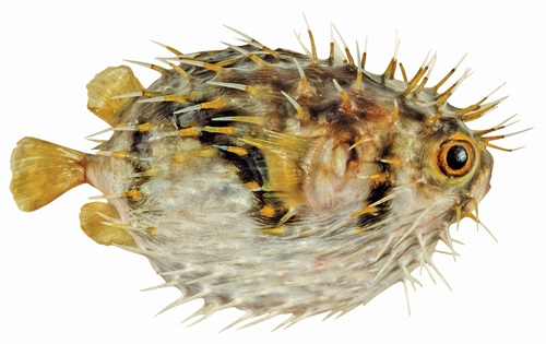 Globefish (Diodon nicthemerus)