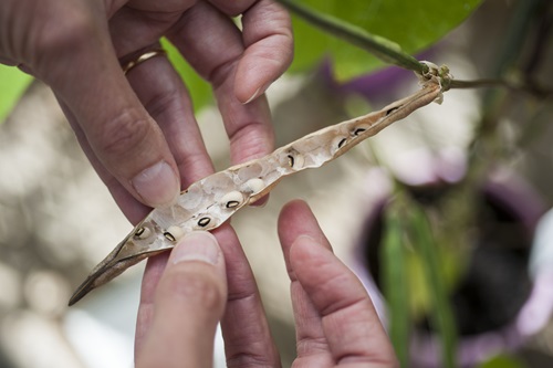 Cowpea pod being held. 