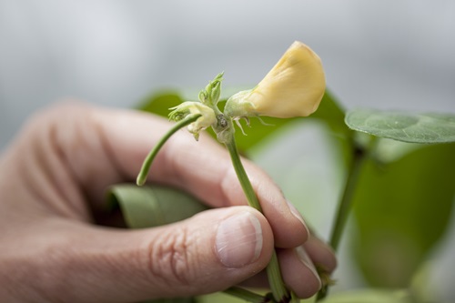 Yellow flower from a cowpea plant.