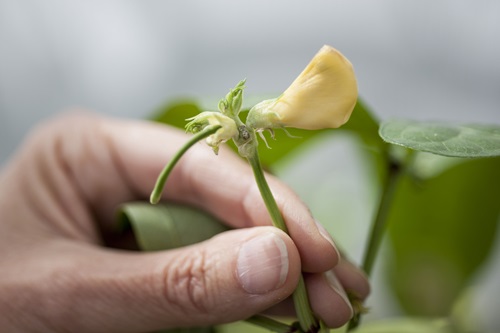 Yellow flower from a cowpea plant.