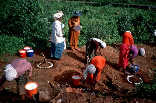Farmers applying fertiliser to seedlings in India