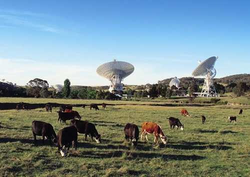 Cows grazing in front of the Canberra Deep Space Communication Complex.