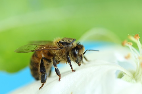 A honey bee with a sensor on its back.