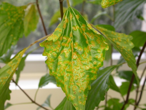 Crofton weed leaf affected by Crofton rust fungus.