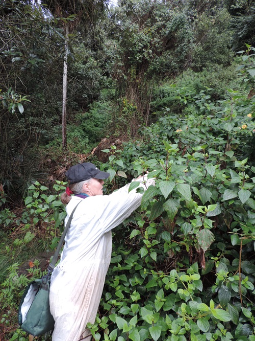 Dr Louise Morin releasing the new rust fungus onto crofton weed near Wollongong in NSW.